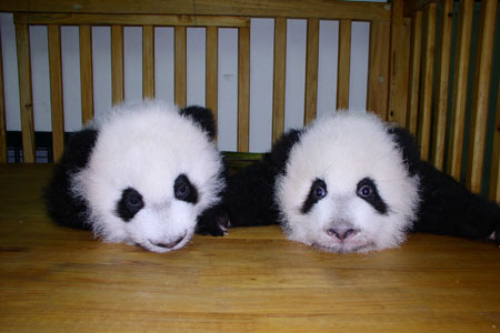 投身社會(huì )公益活動(dòng)，東芝連續四次獲得光明公益獎