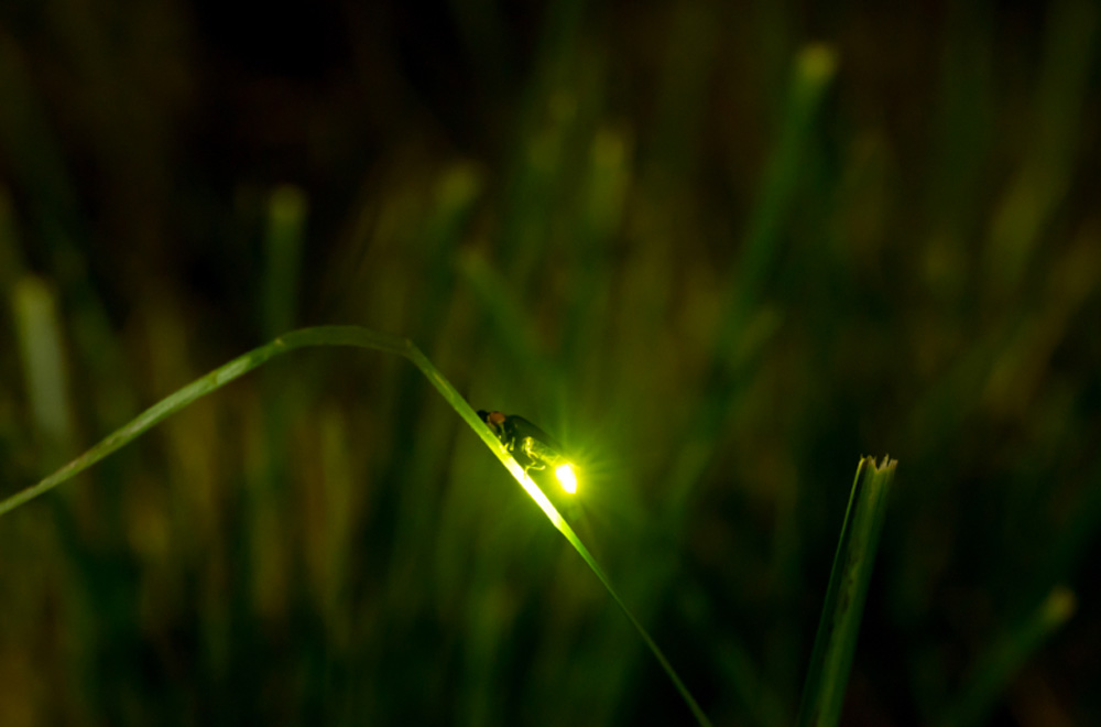 5年間默默無(wú)聞的環(huán)?；顒?dòng)，讓螢火蟲(chóng)回歸河流